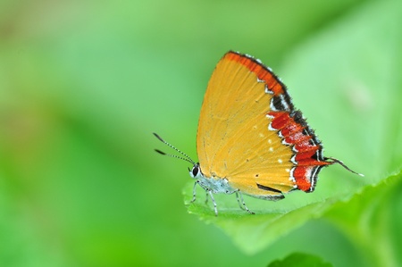 Gold and Red Butterfly on leavesの写真素材