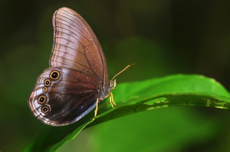 Black and Purple Butterfly  Scarce Catseye, Coelites nothis  on leaf の写真素材