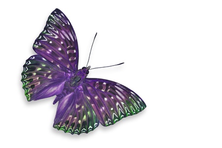 Purple Butterfly flyingの写真素材
