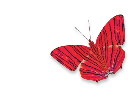 A red butterfly isolated on whiteの写真素材