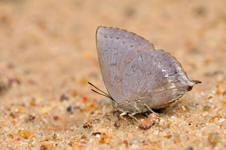 Brown Butterfly (Purple Leaf Blue) on sand from Thailandの写真素材