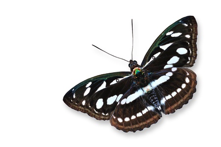 Black and white butterfly flying isolatedの写真素材