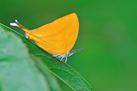 Yellow small butterfly on green leafの写真素材