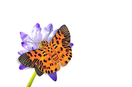 Orange butterfly on Purple lotus flower isolated on white backgroundの写真素材