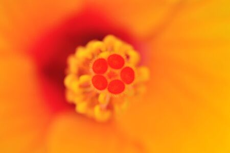 Hibiscus rosa-sinensis - closeup detail of a Hibiscusの写真素材