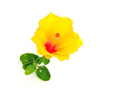 Macro of China Rose flower on white backgroundの写真素材
