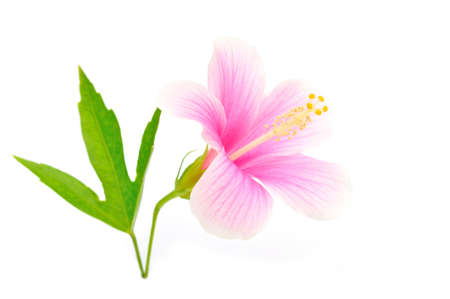 Macro of China Rose flower on white backgroundの写真素材