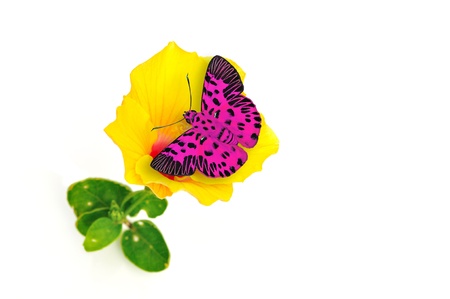 butterfly on flower isolated on white backgroundの写真素材