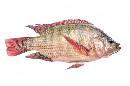 Fresh fish isolated on a white background の写真素材