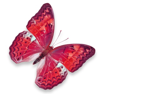 Red butterfly flying isolated on white の写真素材