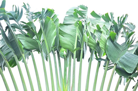 Green leaves on white backgroundの写真素材