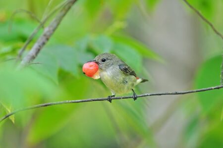Scarlet-backed Flowerpecker Bird, eating red fruit.