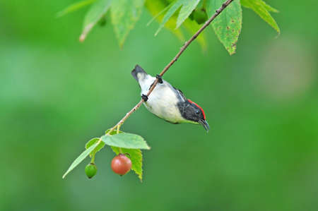 Scarlet-backed Flowerpecker Bird, eating red fruit.の写真素材