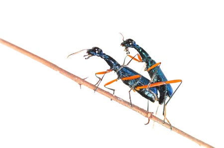 Black insect mating on white background