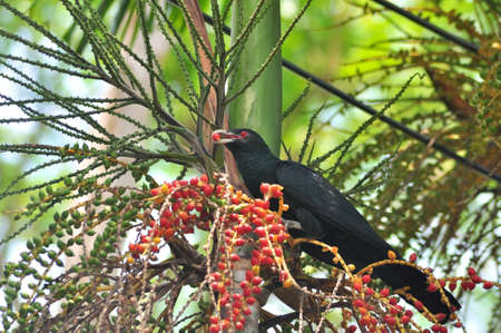 black bird (Asian Koel) on treeの写真素材