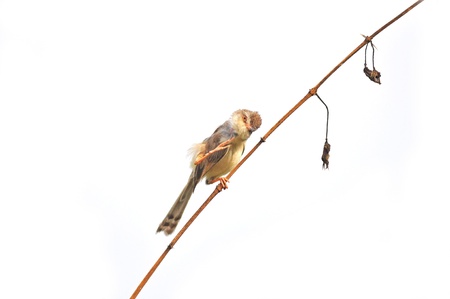 white Bird (Plain Prinia) on white background の写真素材