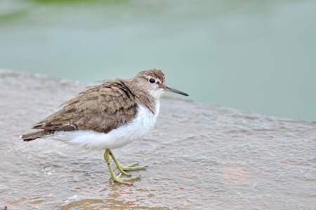 Common sandpiper, Bird on nature.の写真素材