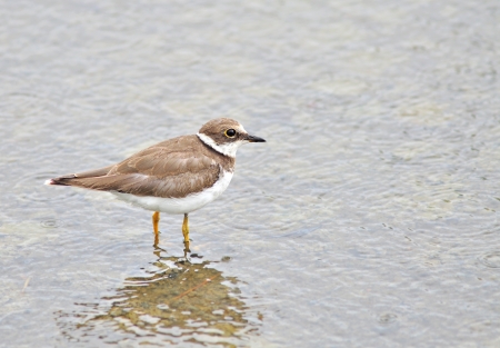 Little Ringed Plover (Charadrius dubius), Bird nature.