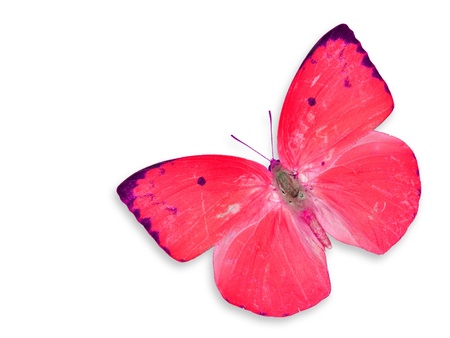 Red butterfly flying isolated on white の写真素材