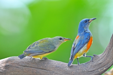 colorful bird isolated on white background  Orange-bellied Flowerpecker の写真素材
