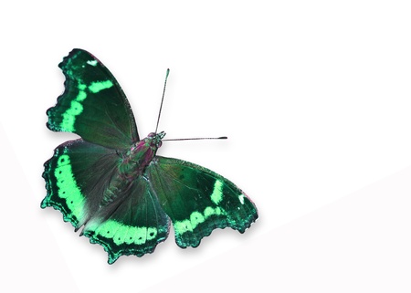 Green Butterfly flyingの写真素材