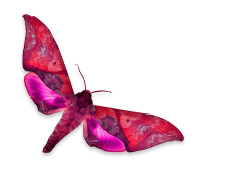 Red and Pink Butterfly flyingの写真素材
