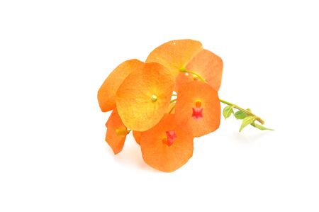 Orange  Flower  Chinese Hat Plant  Isolated on white background の写真素材