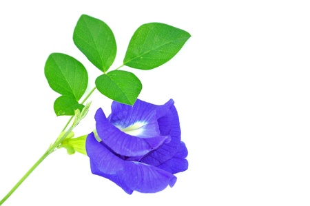 Purple flower  Blue Butterfly Pea  Isolated on white background の写真素材