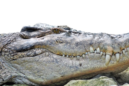 Crocodile head with the mouth large open - isolated object with clipping path.の写真素材