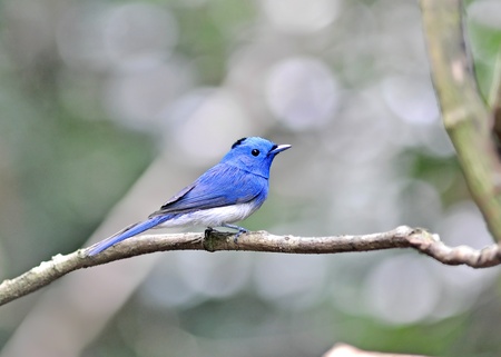 Blue bird  Black-naped Monarch  , bird of Thailand の写真素材