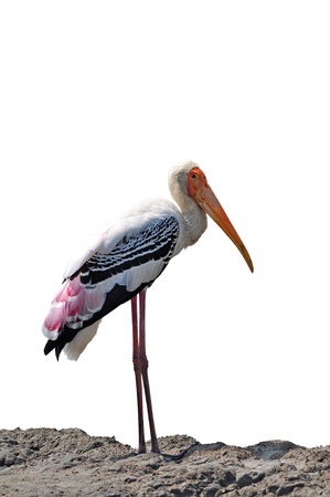 painted stork bird on white backgroundの写真素材