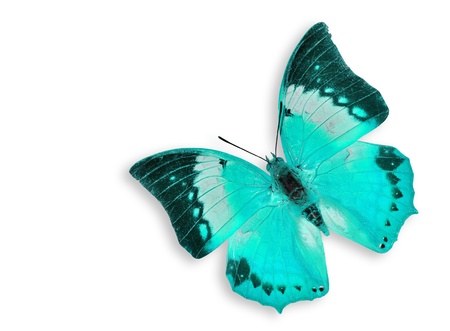 Blue Butterfly flying の写真素材