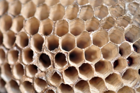 Hornet nest close upの写真素材