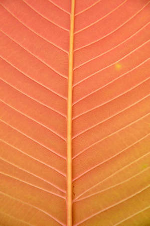leaf textureの写真素材