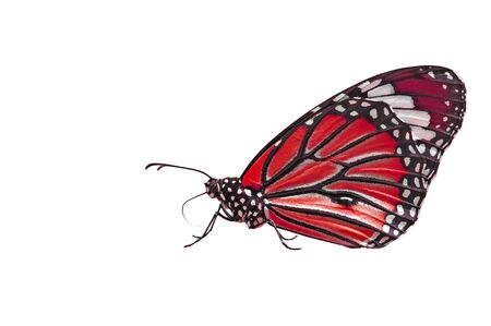 Red Butterfly on Isolated White の写真素材