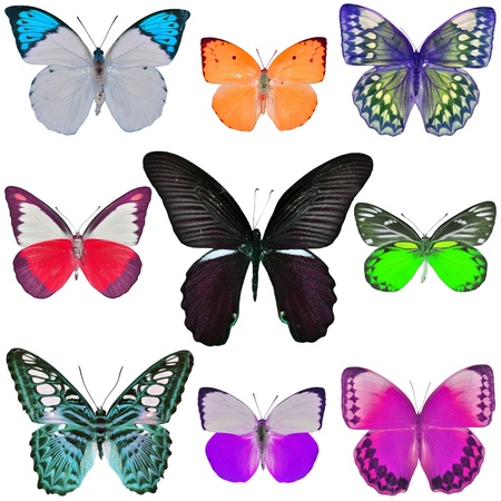 Collection of colored butterflies isolated on whiteの写真素材