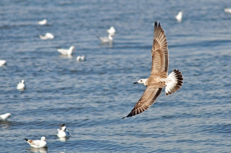 Heuglin seagull birdの写真素材