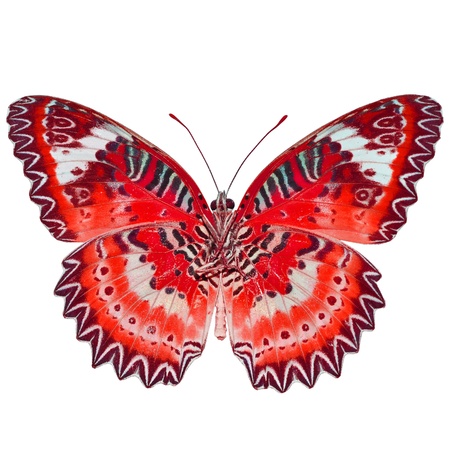 Red butterfly, isolated on white backgroundの写真素材