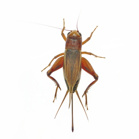 Field Cricket (Gryllus)の写真素材
