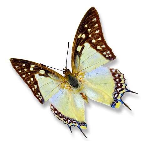 Yellow butterfly isolated on white background の写真素材