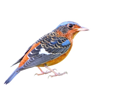 White-throated Rock Thrush Bird isolatedの写真素材