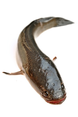 Giant snakehead fishの写真素材