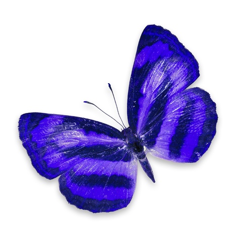 Blue butterfly isolated on white backgroundの写真素材
