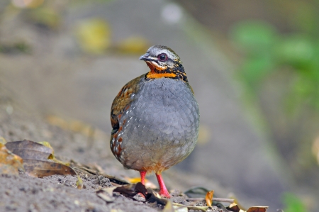 Rufous-throated Partridge, Birds of Thailand の写真素材
