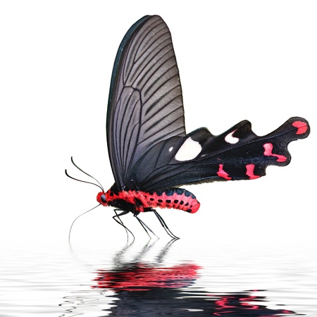 Black and Red Butterfly drinking waterの写真素材