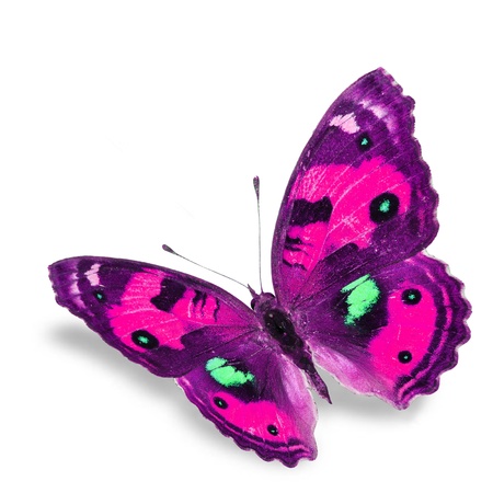 Pink Butterfly flying, isolated on white backgroundの写真素材