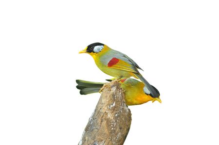 Golden Bird (Silver-eared Mesia), on white background の写真素材