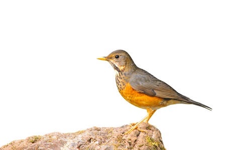 Brown bird (Black-breasted Thrush, Turdus dissimilis) femaleの写真素材