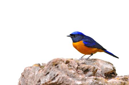 Colorful bird (Rufous-bellied Niltava, Niltava sundara), maleの写真素材