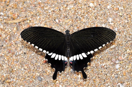 Black butterfly on leaf (Common Mormon)の写真素材